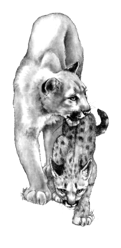 Mom Mountain Lion and Kitten
Irene BradyŠ2004
